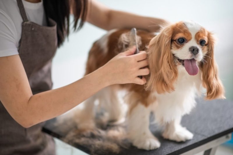 groom your pet on Pet Day