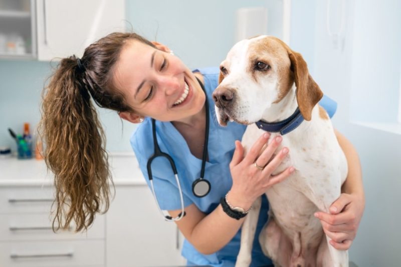 go veterinarian for a checkup on Animal Day