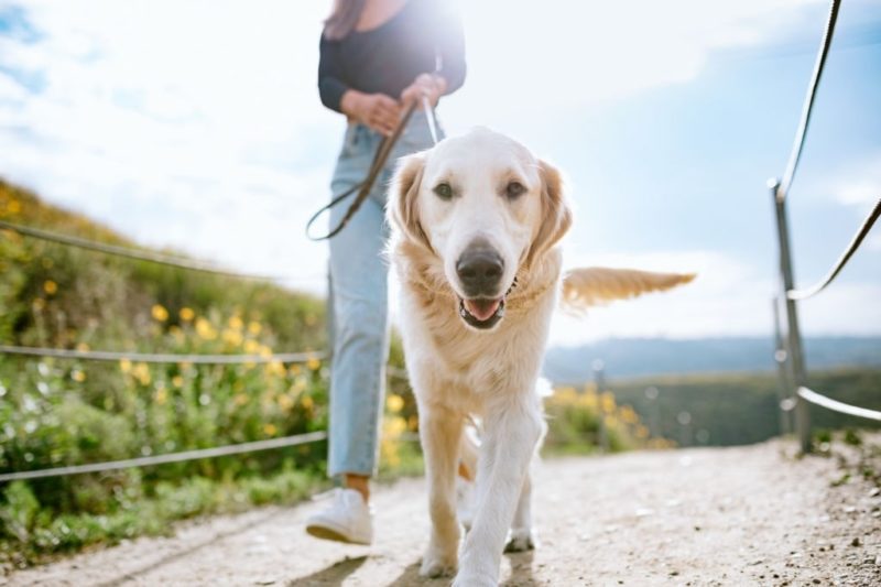 It is safer for your pet to wear a walking aid.