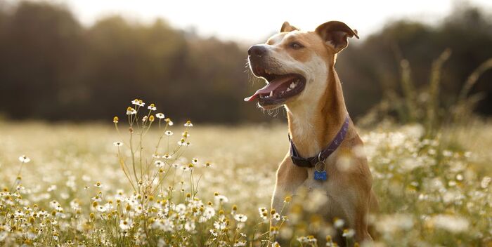 pet photography tips composition