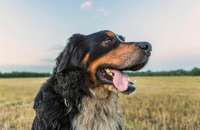 pet photography tips