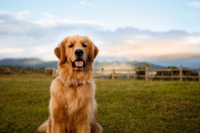 Pet Photography Tips - Choose Scenic Place