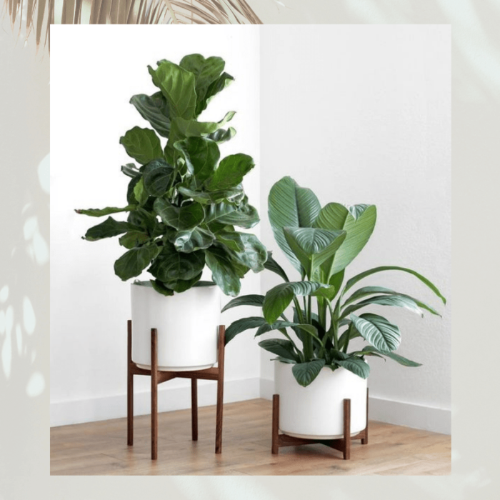 Green plants - home decor for the new apartment