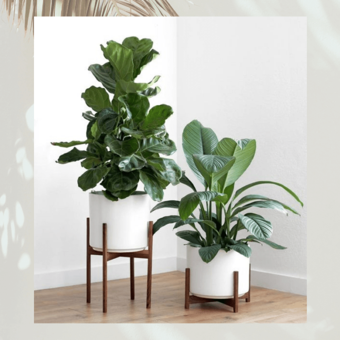 Green plants - housewarming gifts for men