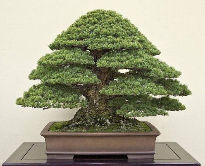 Bonsai Tree - Wedding Gift For Parents In Law