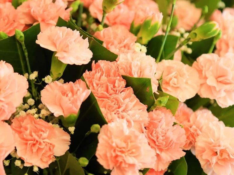 Carnation is 1st Flower gift for anniversary by year