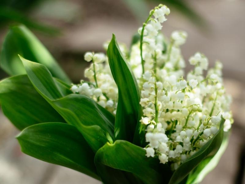 Lily Of The Valley is 2nd Flower gift for anniversary by year