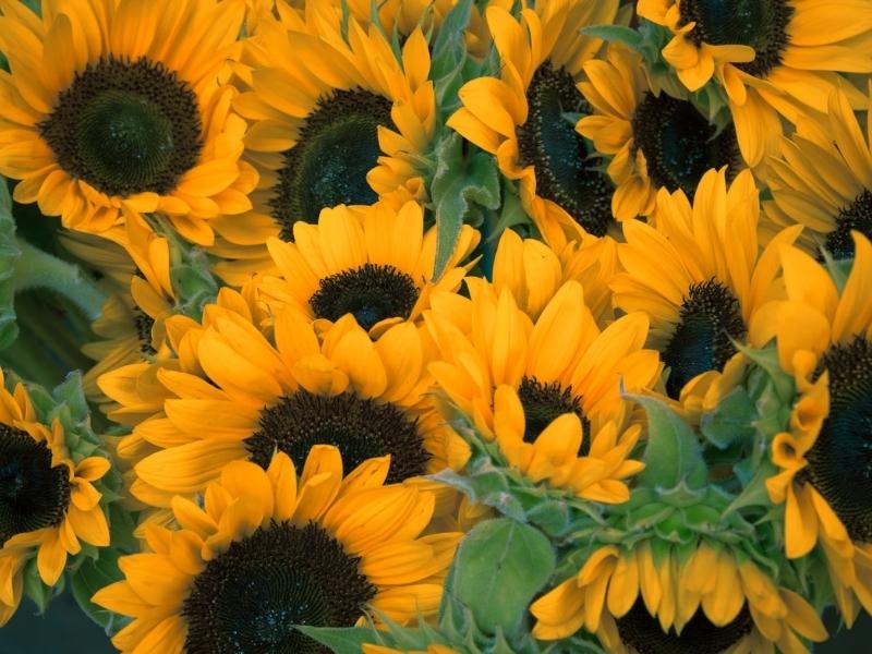 The sunflowers are 3rd Flower gifts for anniversary by year