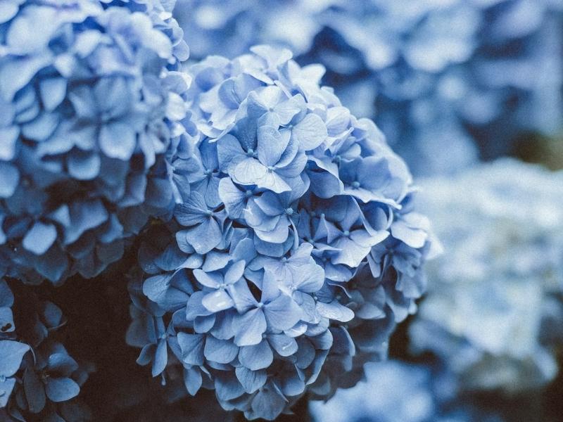 Hydrangea as a flower of annual celebration for 4th anniversary