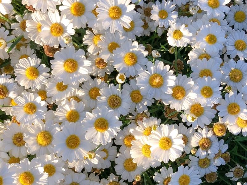 Daisy as a flower of the annual celebration for 5th anniversary