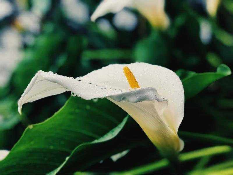 6Th Flower Gifts For Anniversary By Year - Calla Lily