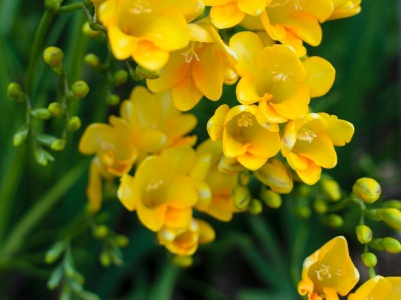 Freesia is one of the 7th flower gifts for anniversary by year