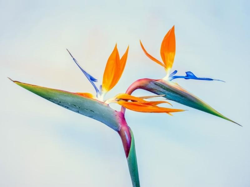 Bird Of Paradise as a flower of the annual celebration for 9th anniversary