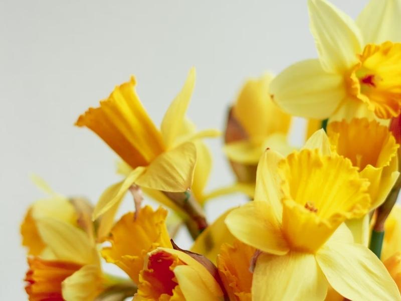 Daffodil Flower For Celebrating The 10Th Occasion 