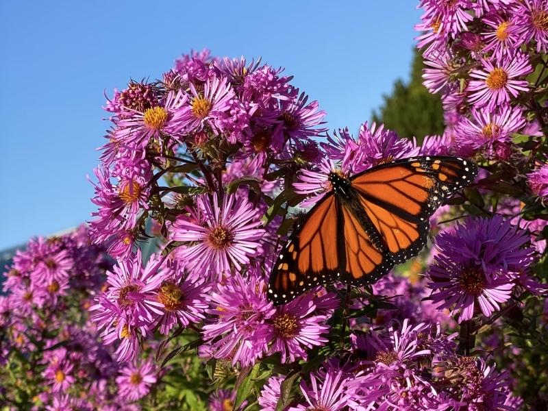 Aster is one of the 20th Flower gifts for anniversary by year