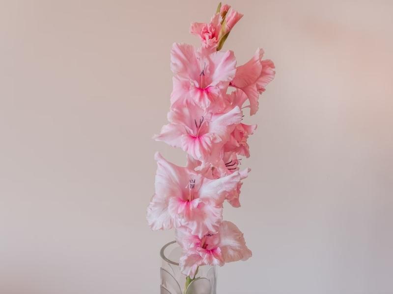 Gladiolus Is Ruby Flower Anniversary Presents