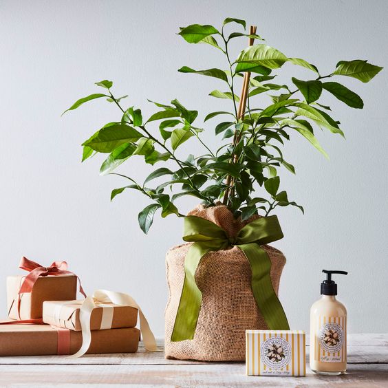 Best gifts for mom citrus tree