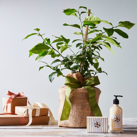 Best Gifts For Mom Citrus Tree