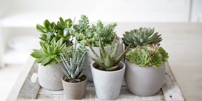 Ceramic Pots With Miniature Succulents