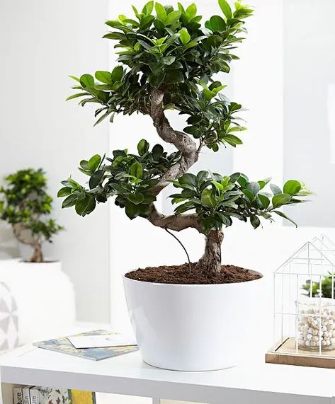 Bonsai tree for home decor as unique sister gifts