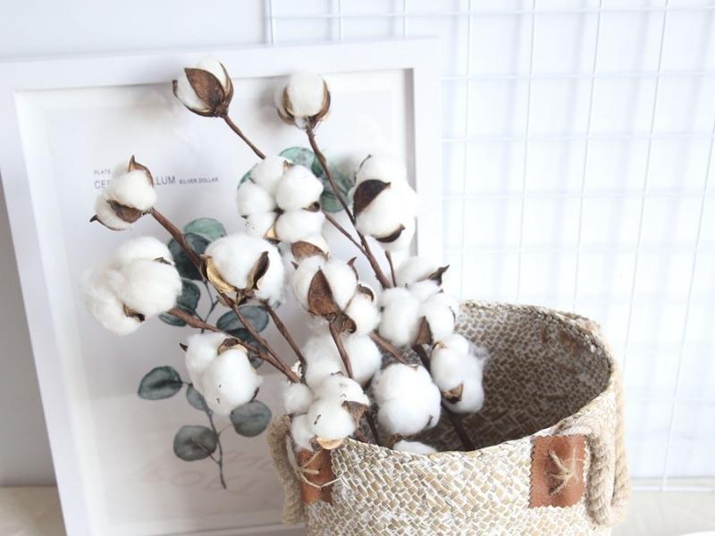 Cotton Stems for second anniversary gift ideas for her