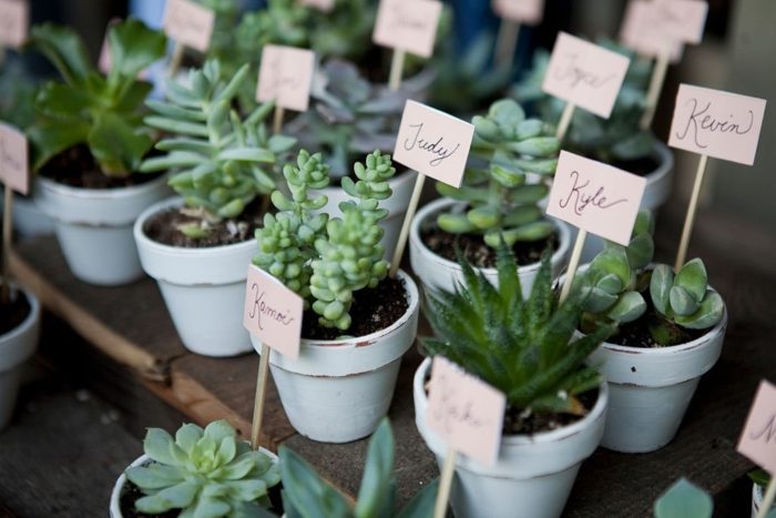 Give Potted Succulents as personalized wedding favors for guests. 