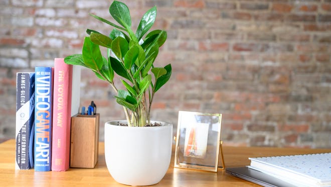 Valentine's day gift for sister - A plant from The Sill