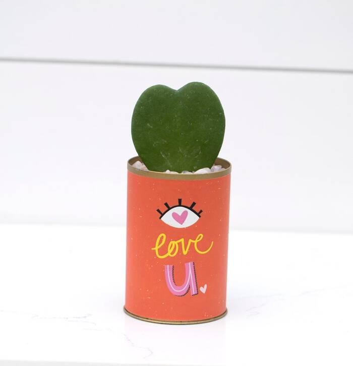 Succulent-Like Heart Plant - Valentine'S Day Gift For Parents. 