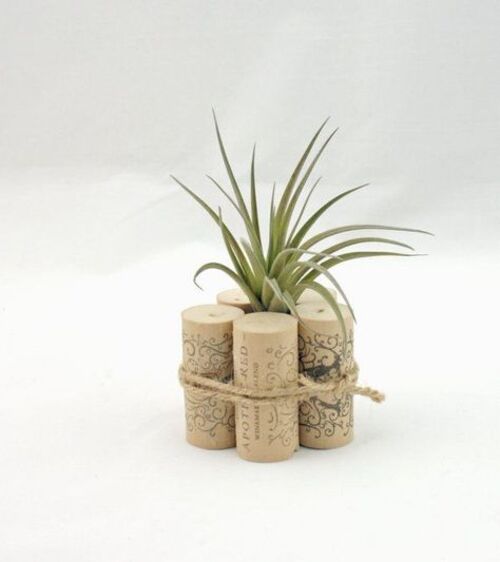 Adorable air plants. Source: Pinterest