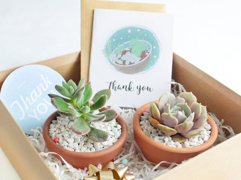 A Box Of Succulents For Wedding Anniversary Gifts For Wife