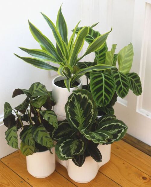 Fresh house plants. Source: Pinterest 