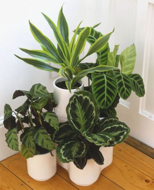 Fresh House Plants. Source: Pinterest 