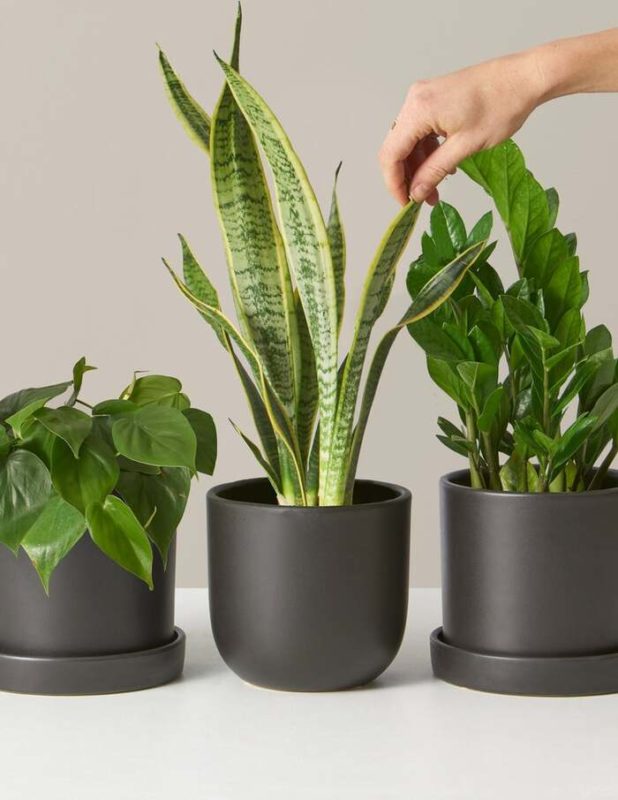 best Mother's day gifts Houseplant Subscription
