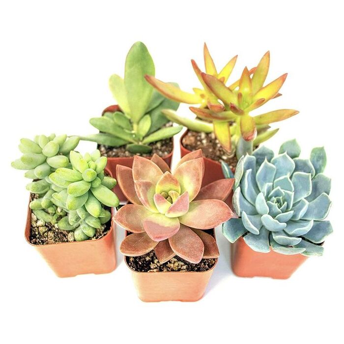 practical mother's day gift ideas Succulent Plants