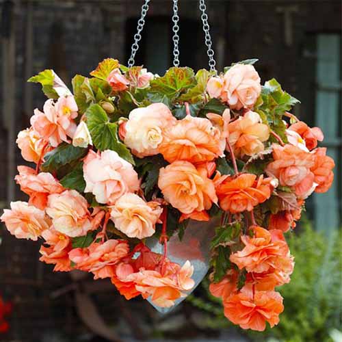 Apricot Begonia Double Flower Apricot Begonia Double Flower
