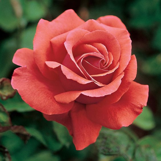 Apricot Begonia Double Flower Double Bloom Apricot Begonia