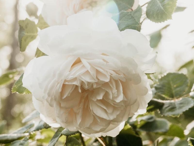 White Roses For 60 Anniversary Years Anniversary Gift Ideas