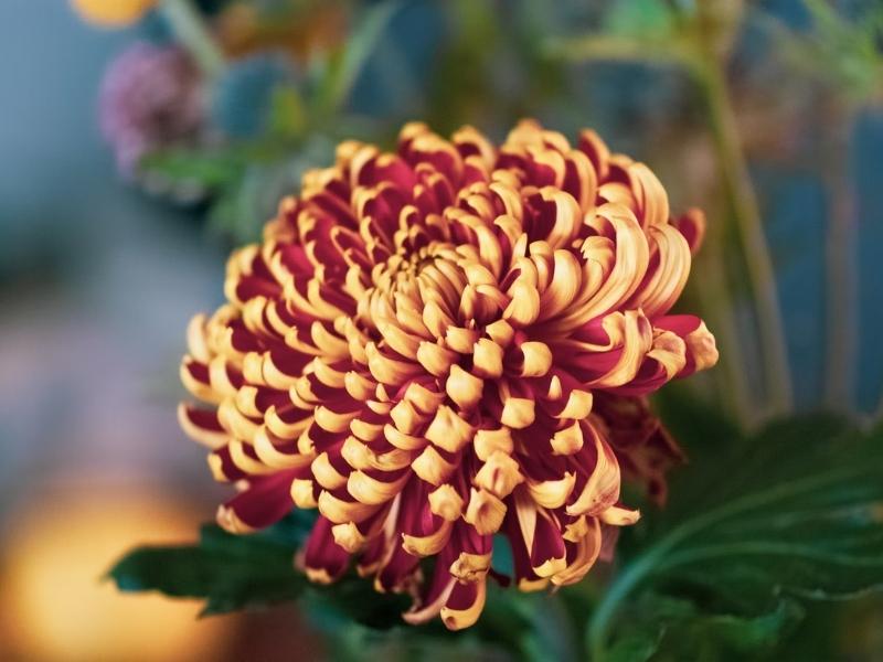 Chrysanthemum For 19 Anniversary Year Gift Flower