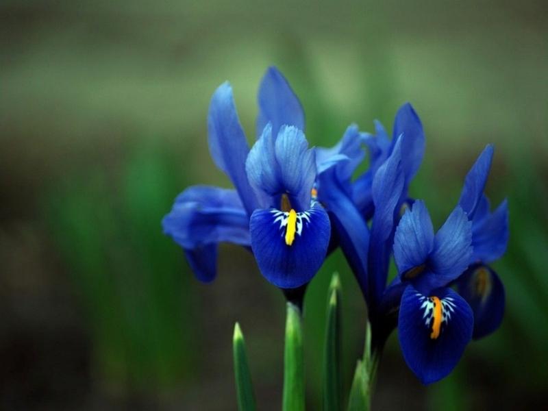 Blue Iris is one of yearly anniversary gifts for the 45th year