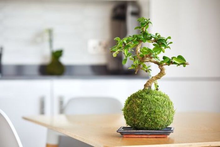 Bonsai plants - lovely gift for female boss who has everything. Source: Pinterest