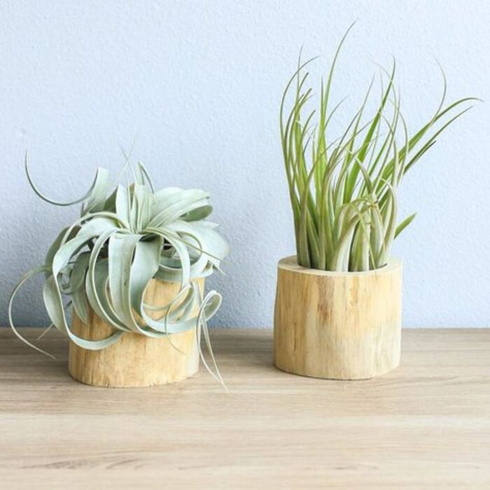 Air plants for her. Source: Pinterest