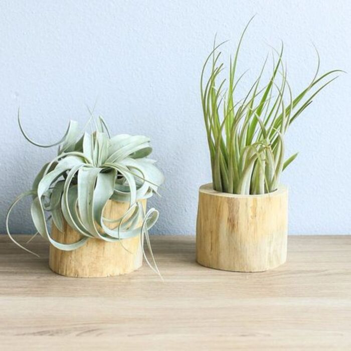 Air plants - gifts for female boss