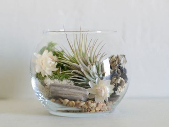 Terrarium kits - DIY Mother's Day gifts