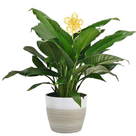 last minute Mother's Day gifts as Peace Lily Potted Plant
