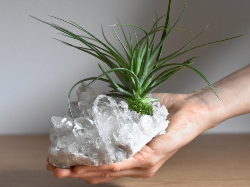 Quartz Crystal & Air Plant for unique 15 year anniversary gifts