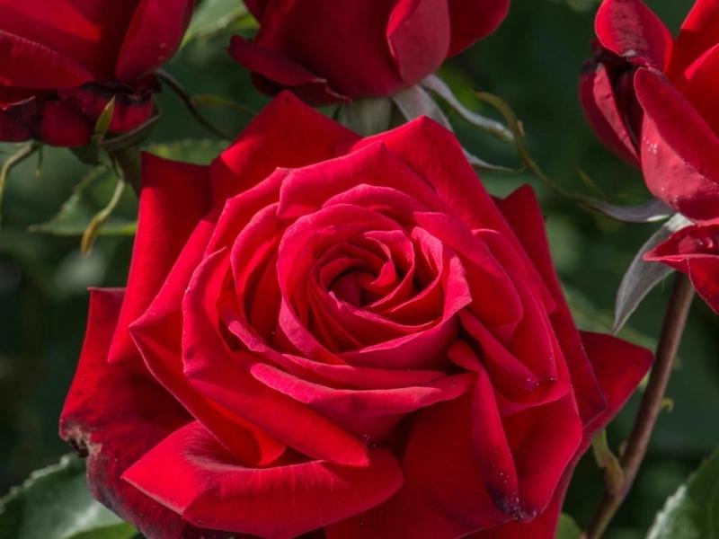 Ruby Wedding Anniversary Rose for modern 40th anniversary gift
