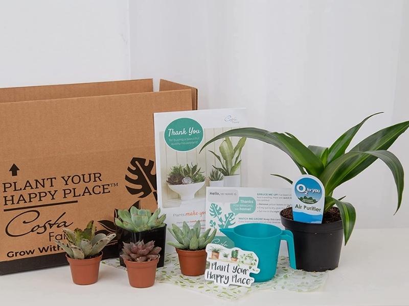 Plant Subscription Service For Last Minute Anniversary Gifts For Friends