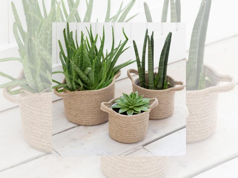 Plant Pot for 5th wedding anniversary gift ideas for friends