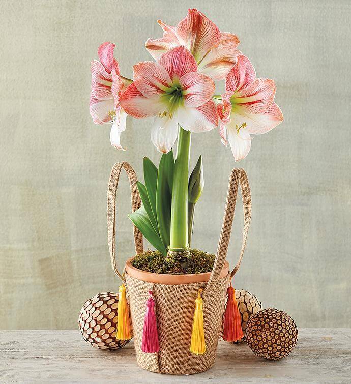 Mother's day gift ideas for wife - Apple Blossom Amaryllis