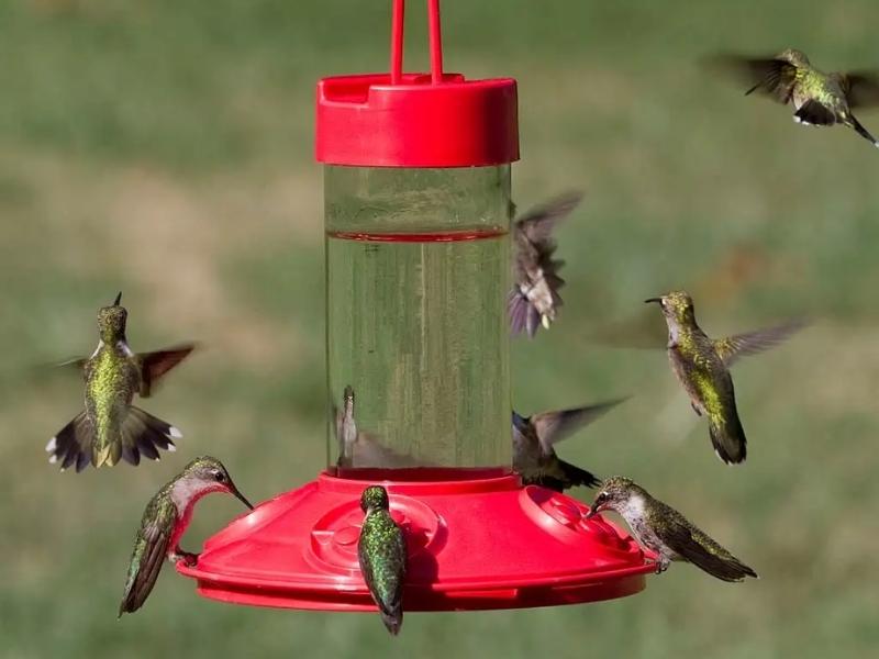 Hummingbird Feeder for the 47th wedding anniversary gift